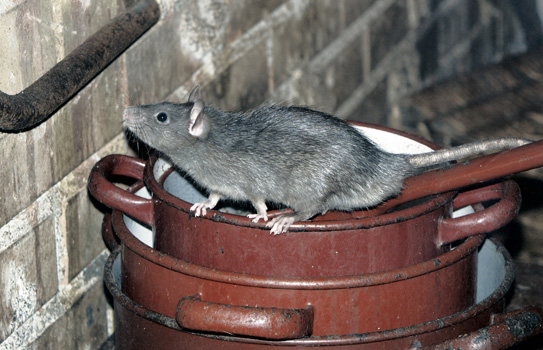 eliminacion de ratones