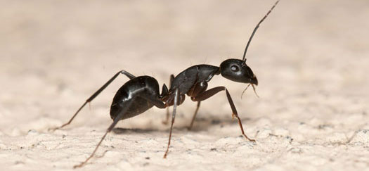 eliminacion de hormigas