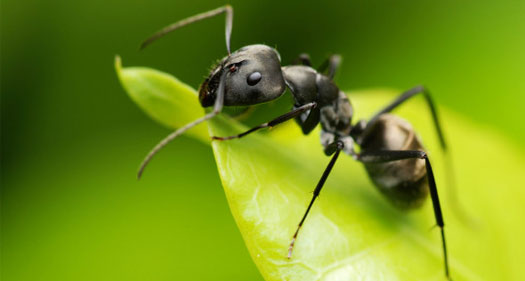 eliminacion de hormigas