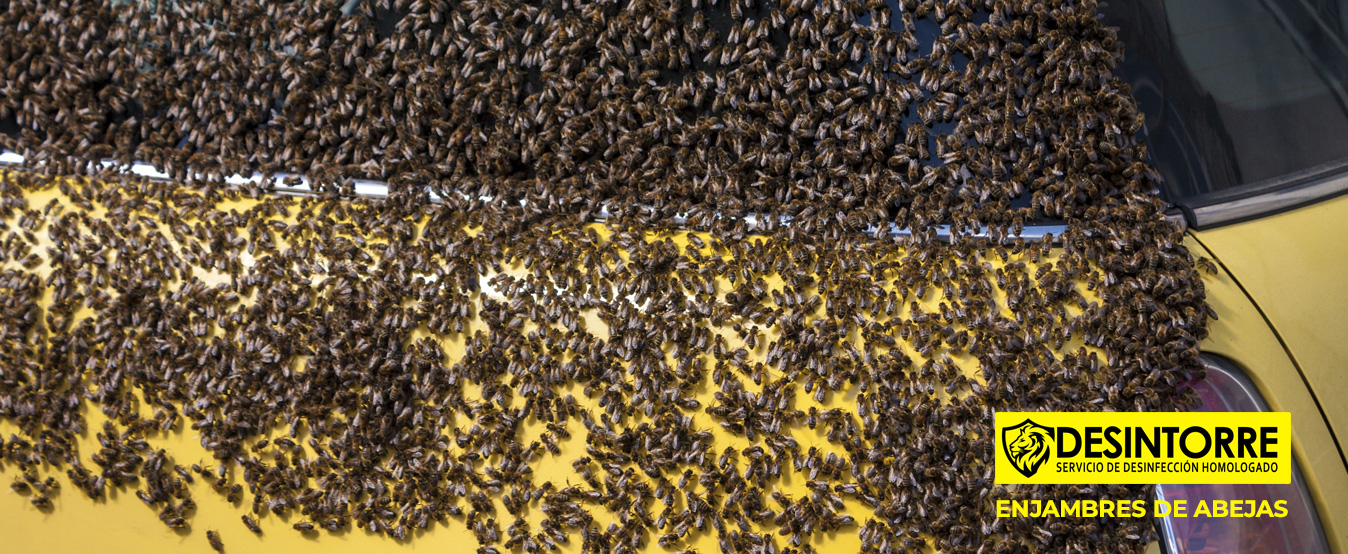 enjambres de abejas